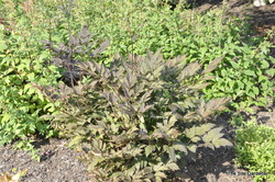 Cimicifuga ramosa Brunette — photo 2